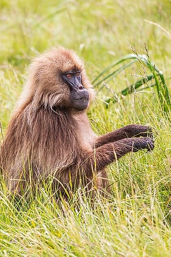 Ethiopia. North Gondar. Simien Mountains National Park. Gelada Baboon feeding on grass. Art Print